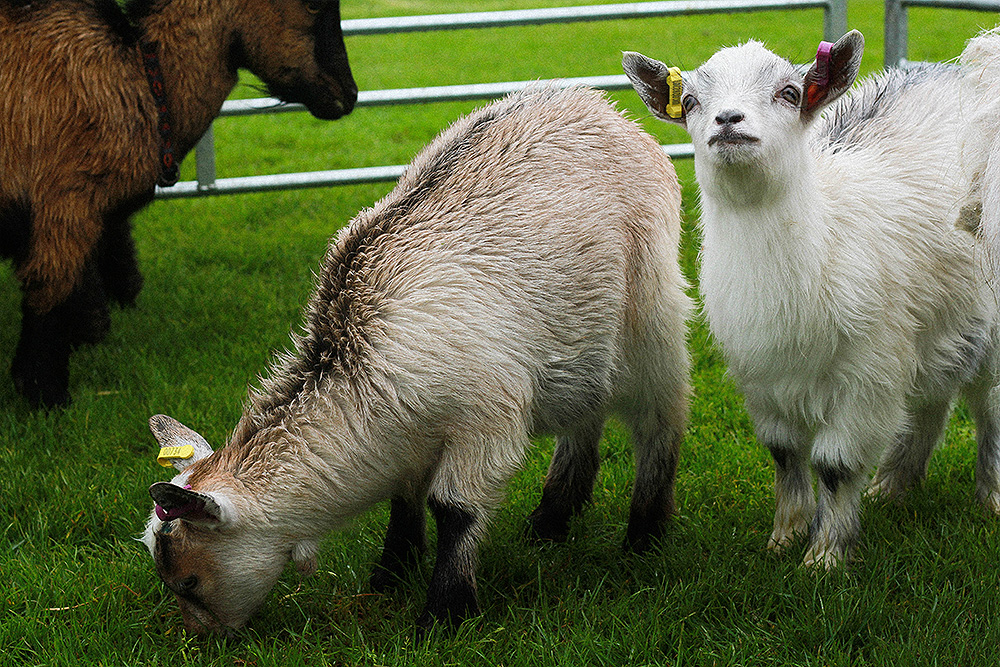 Two baby goats on the grass